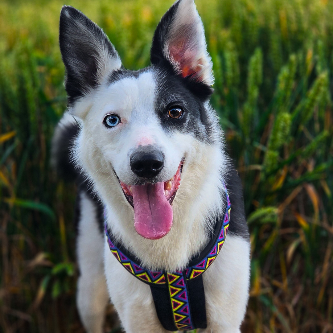 Go-Cee-Y | Dog Harness | Cosmos