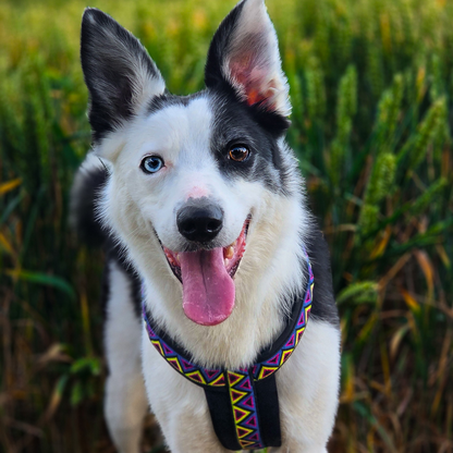 Go-Cee-Y | Dog Harness | Cosmos