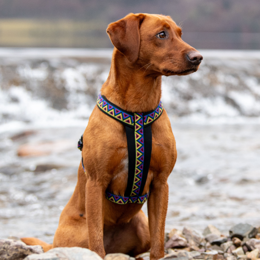 Go-Cee-Y Harness - Cosmos