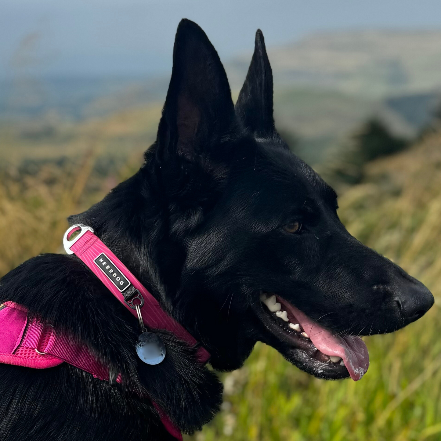 Stink-Proofed Collar - Cosmos Pink