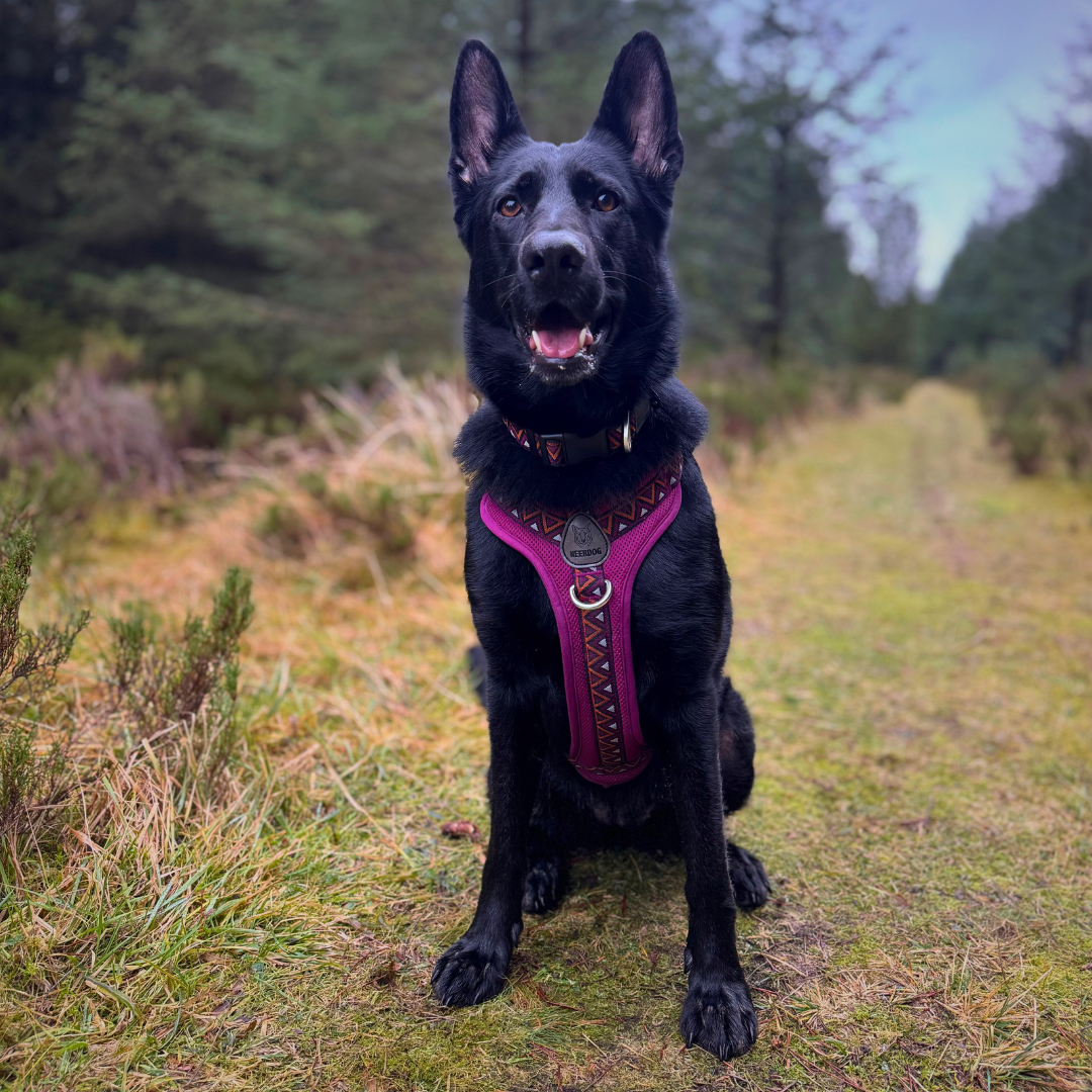 GO-B-BOLD™ | Dog Harness | Dahlia