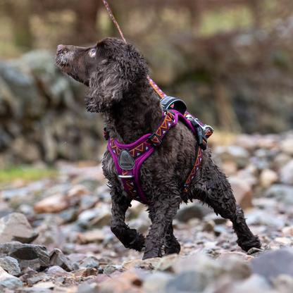 GO-B-BOLD™ | Dog Harness | Dahlia