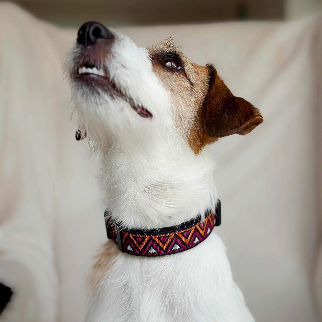 GO-CEE | Dog Collar | Dahlia