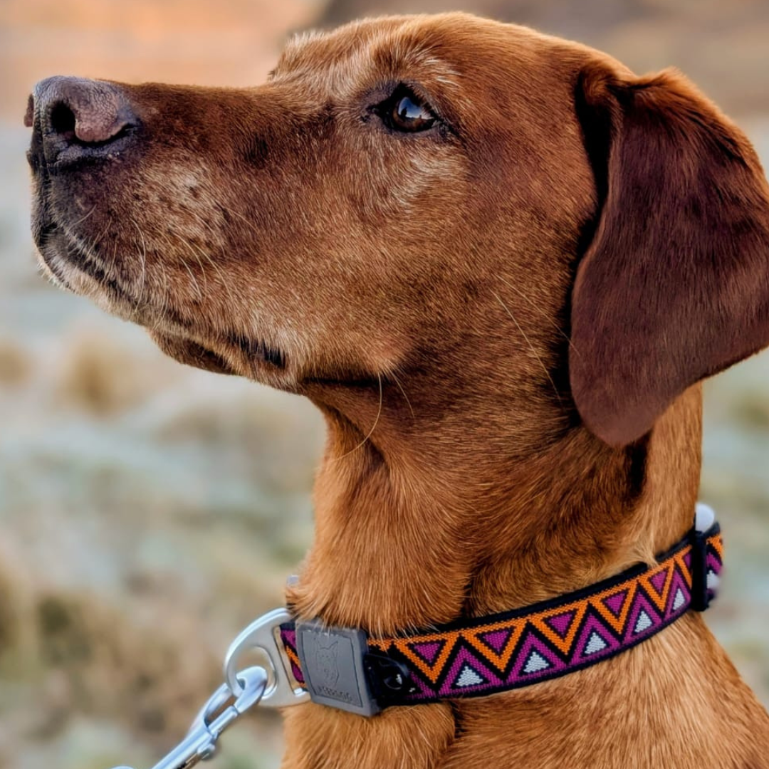 GO-CEE | Dog Collar | Dahlia