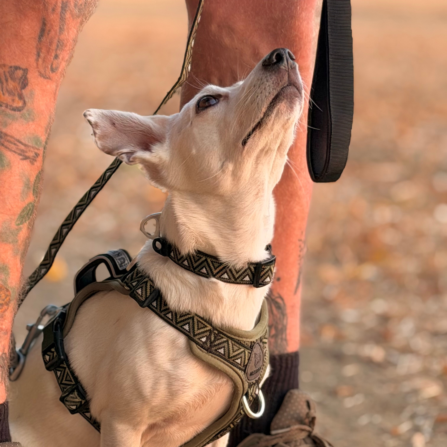 GO-B-BOLD™ | Dog Harness | Fern