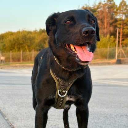 GO-B-BOLD™ | Dog Harness | Fern
