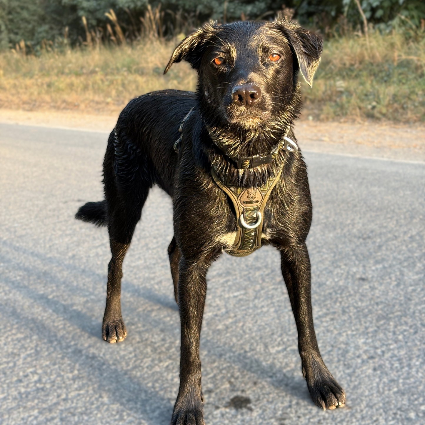 GO-B-BOLD™ | Dog Harness | Fern