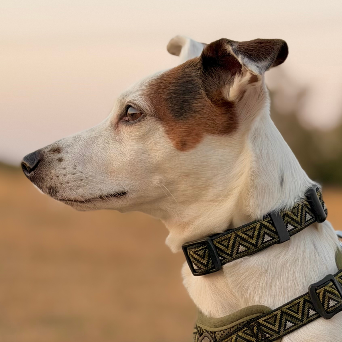 GO-CEE | Dog Collar | Fern