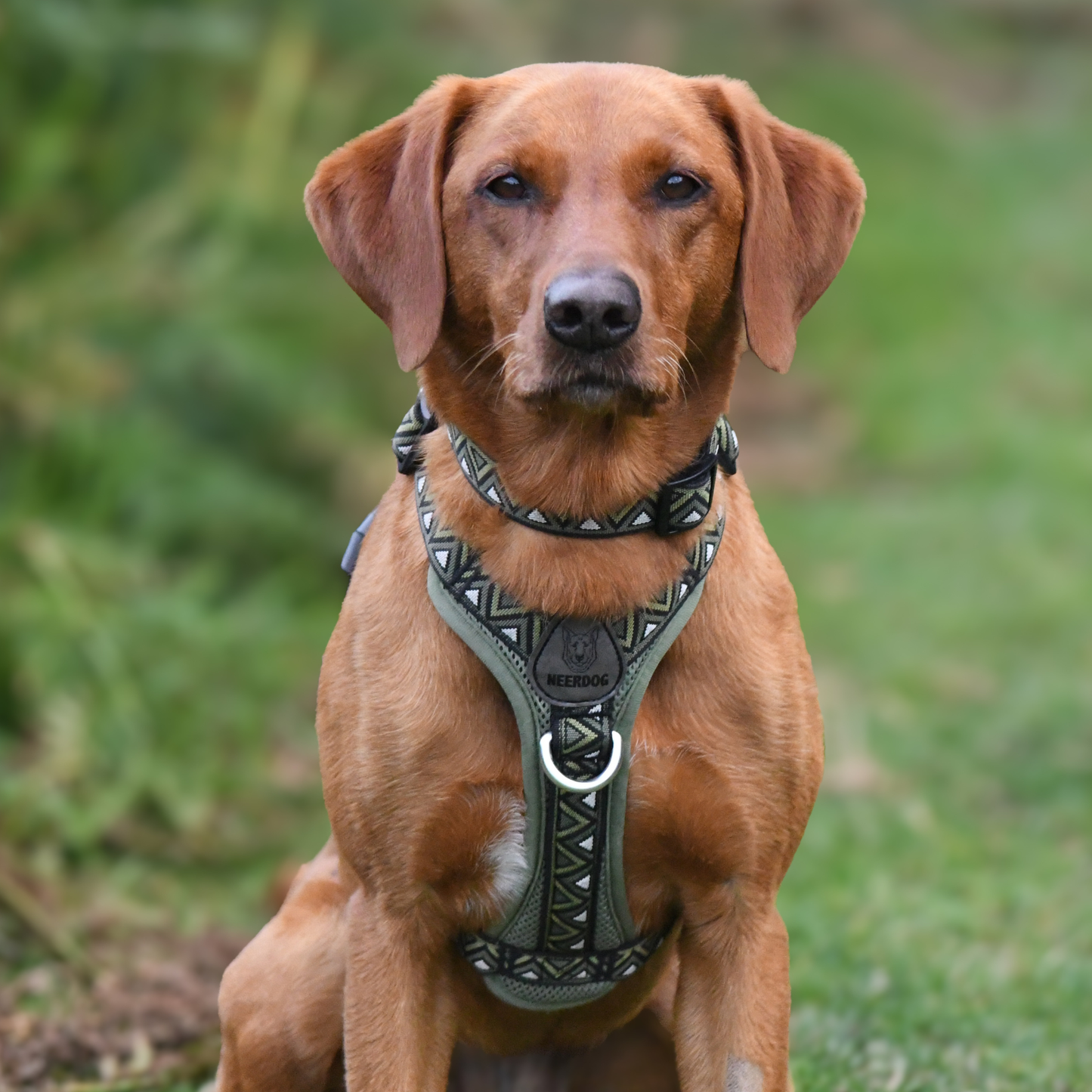 GO-B-BOLD™ | Dog Harness | Fern