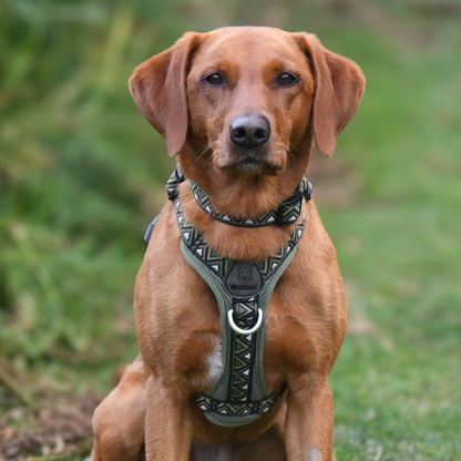 GO-B-BOLD™ | Dog Harness | Fern