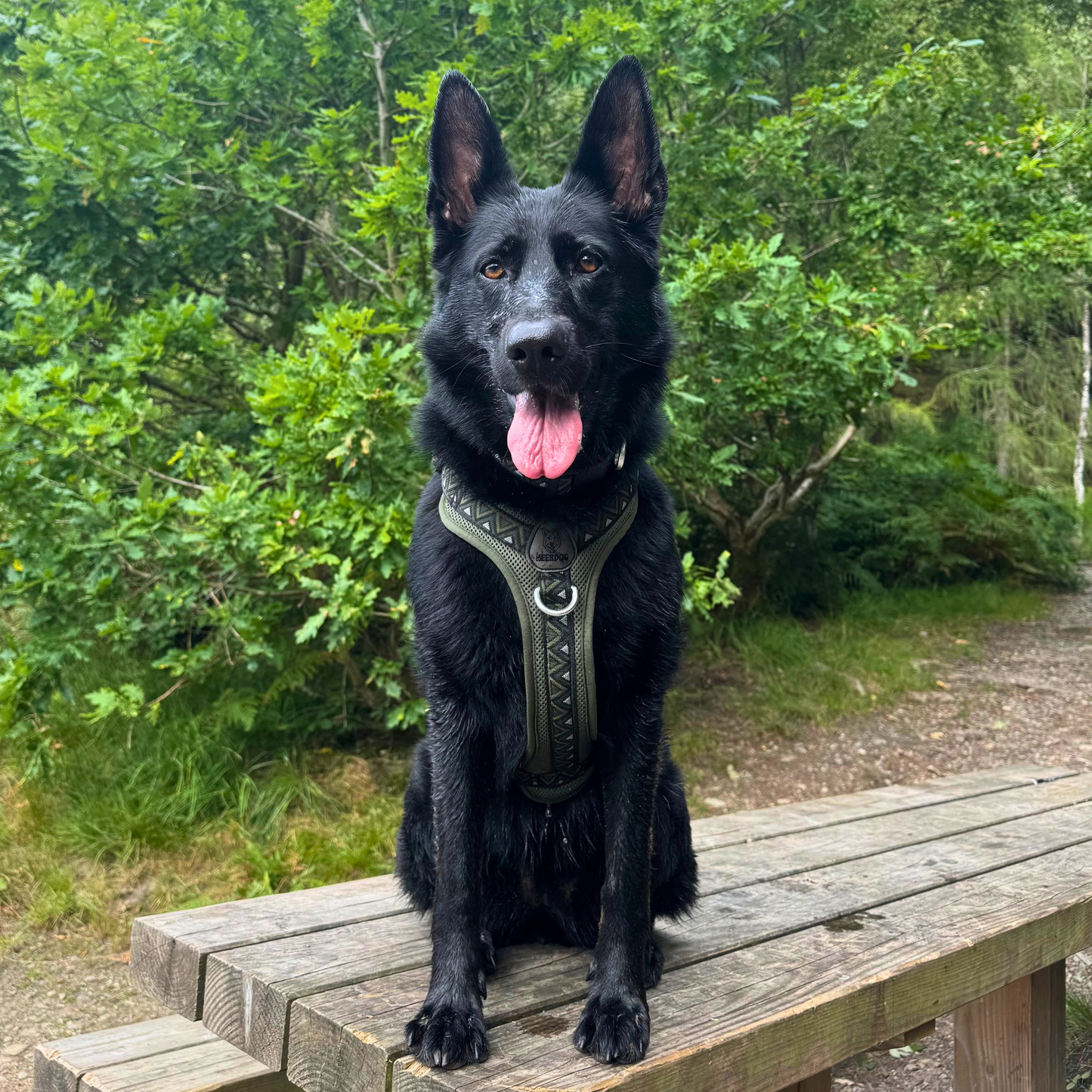 GO-B-BOLD™ | Dog Harness | Fern