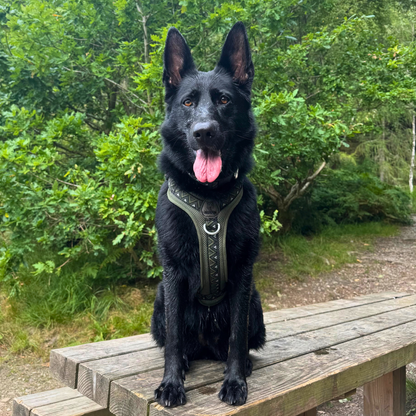 GO-B-BOLD™ | Dog Harness | Fern