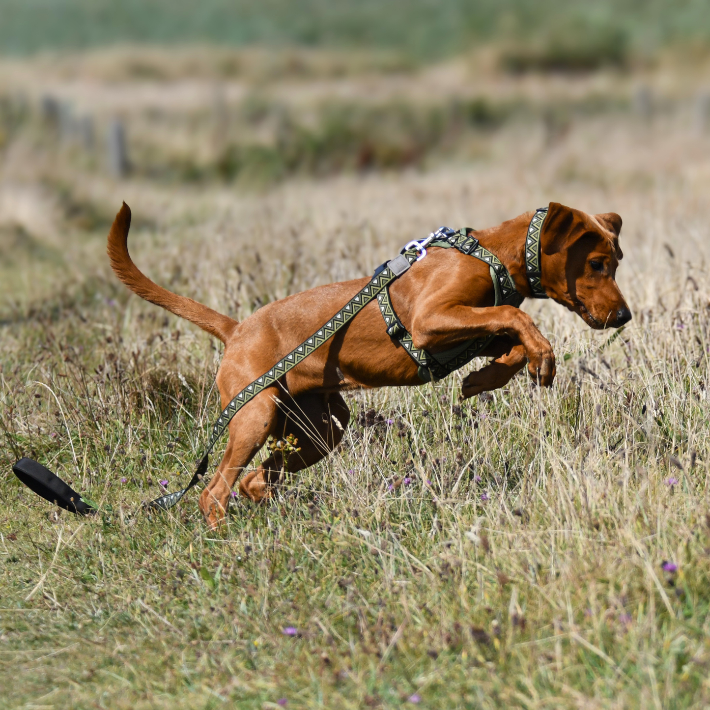 GO-CEE | Dog Lead | Fern