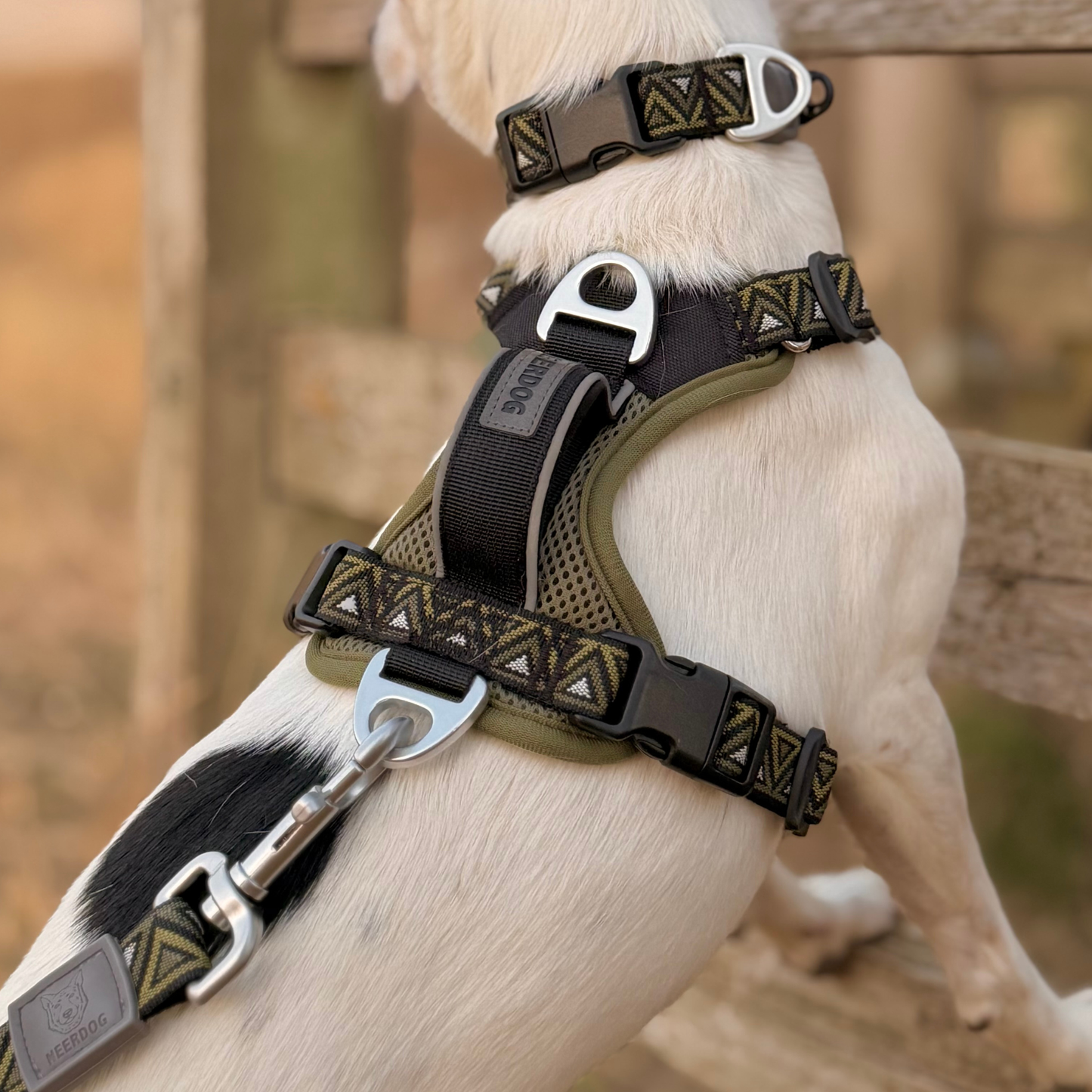 GO-B-BOLD™ | Dog Harness | Fern