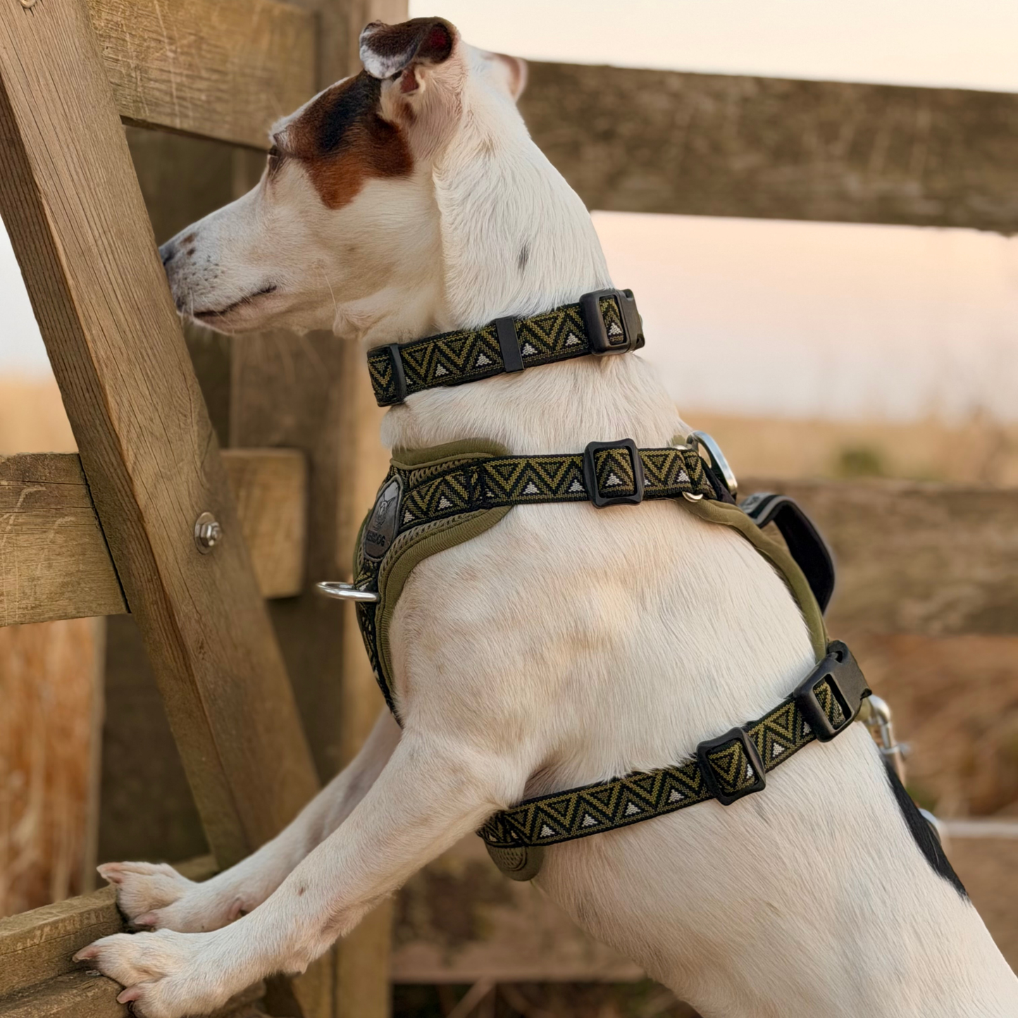 GO-B-BOLD™ | Dog Harness | Fern