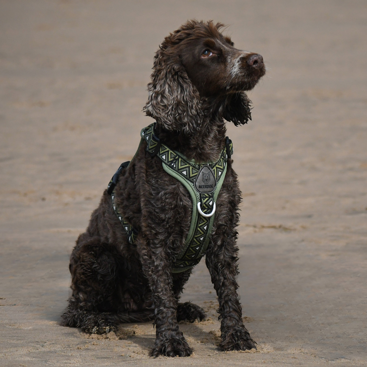 GO-B-BOLD™ | Dog Harness | Fern