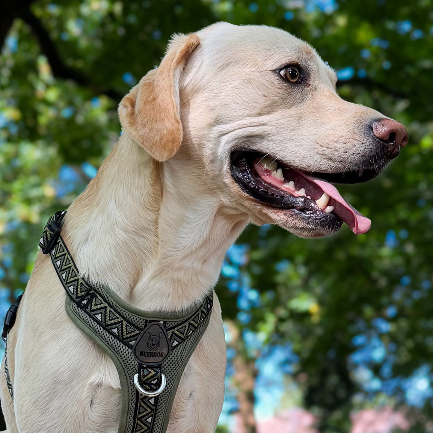 GO-B-BOLD™ | Dog Harness | Fern