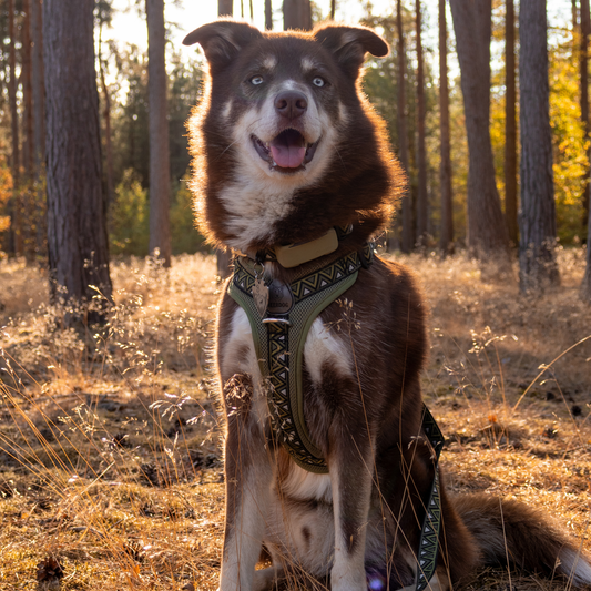 GO-B-BOLD™ | Dog Harness | Fern