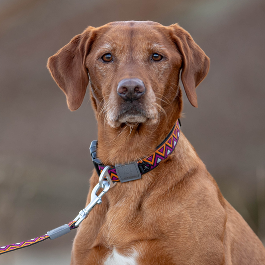 GO-CEE | Dog Collar | Dahlia