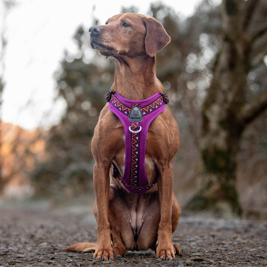 GO-B-BOLD™ | Dog Harness | Dahlia