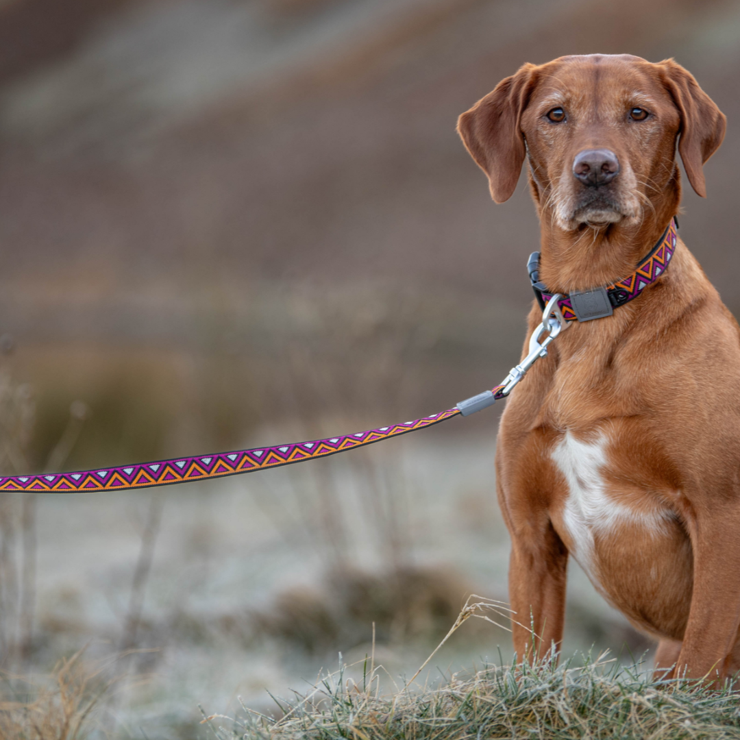 GO-CEE | Dog Lead | Dahlia