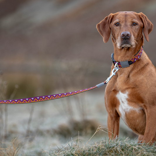 GO-CEE | Dog Lead | Dahlia