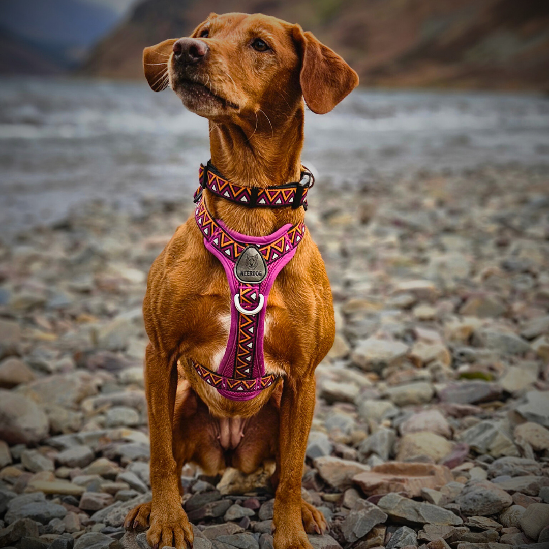 GO-B-BOLD™ | Dog Harness | Dahlia