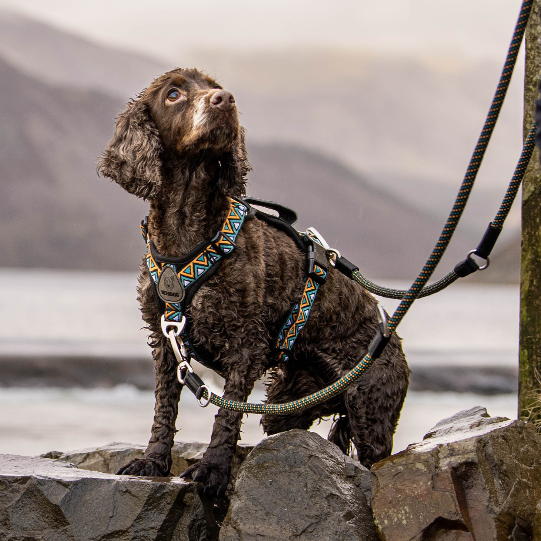 GO-B-FLEXTRA | Multifunctional Rope Lead | Hollyhock
