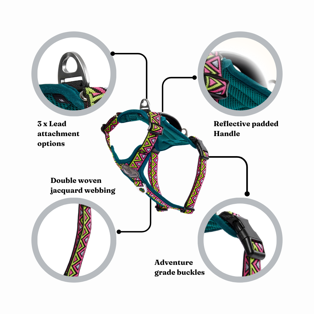 GO-B-BOLD | Dog Harness | Lantana