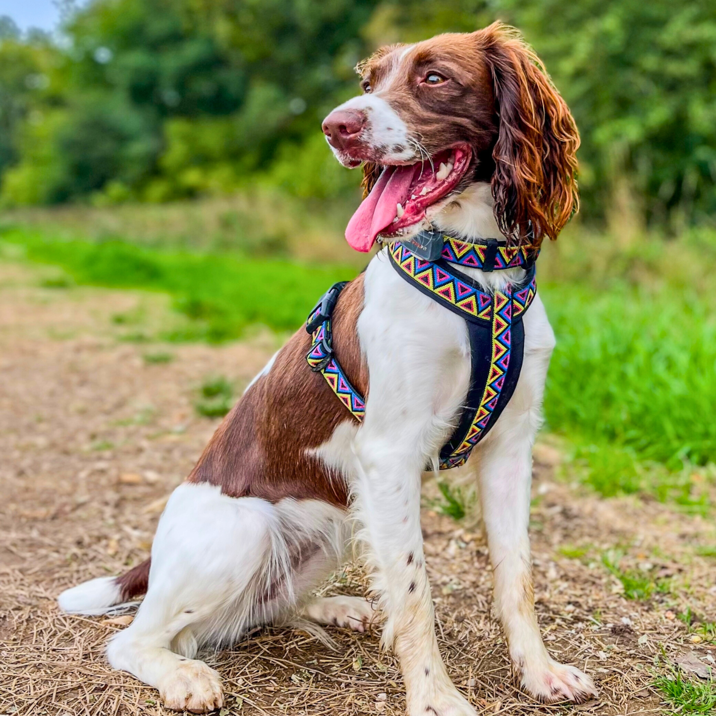 Go-Cee-Y | Dog Harness | Cosmos