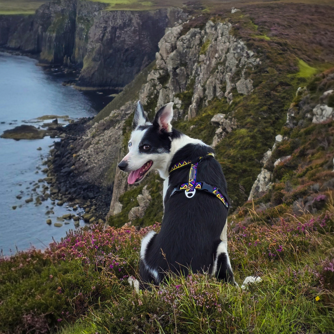 Go-Cee-Y | Dog Harness | Cosmos