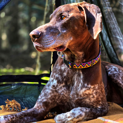 Go-Cee | Dog Collar | Cosmos