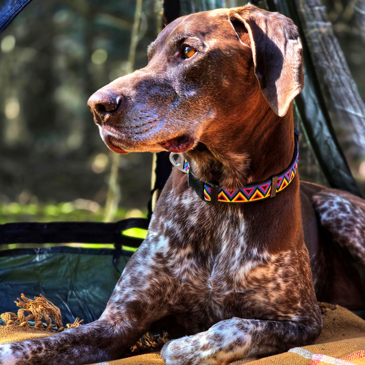 Go-Cee | Dog Collar | Cosmos