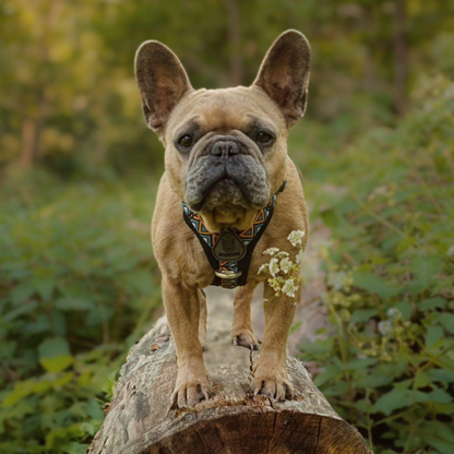GO-B-BOLD | Dog Harness | Hollyhock