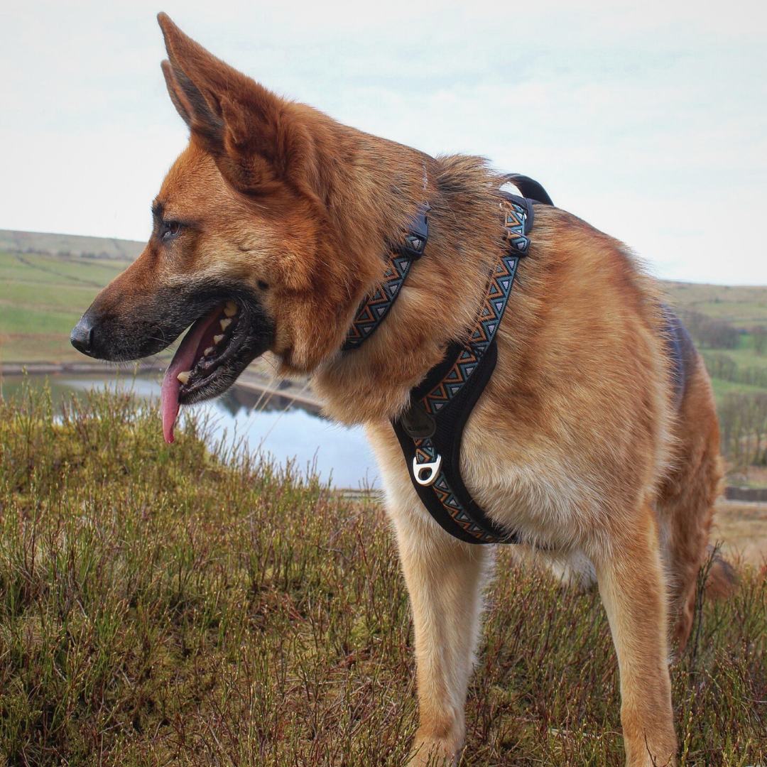 Go-B-Bold Airflow Harness - Hollyhock
