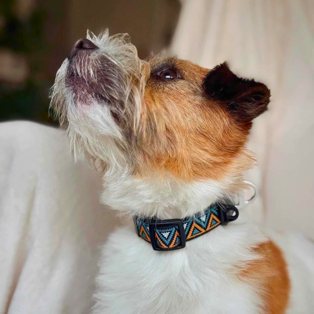 GO-CEE | Dog Collar | Hollyhock