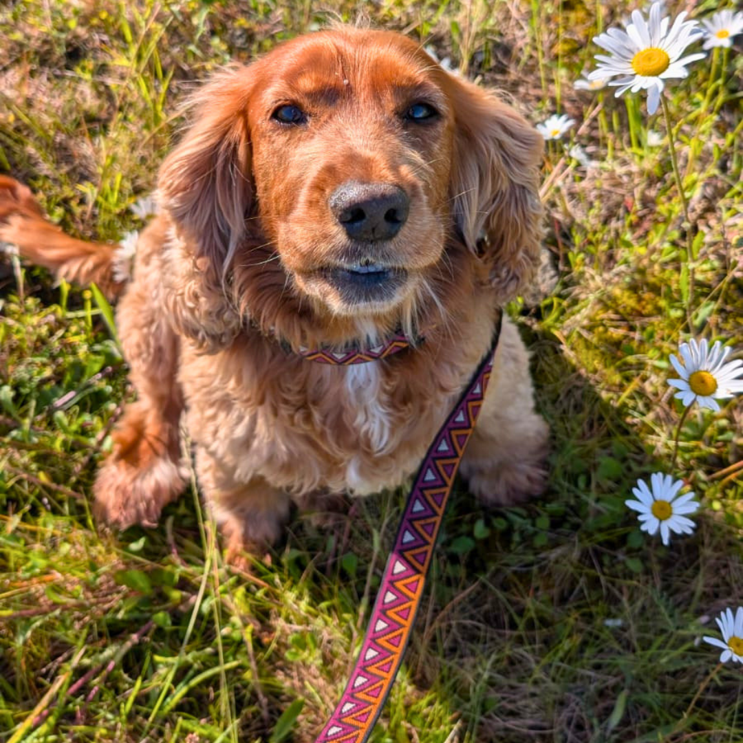 GO-CEE | Dog Lead | Dahlia