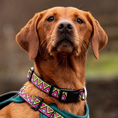 Go-Cee Lantana Collar