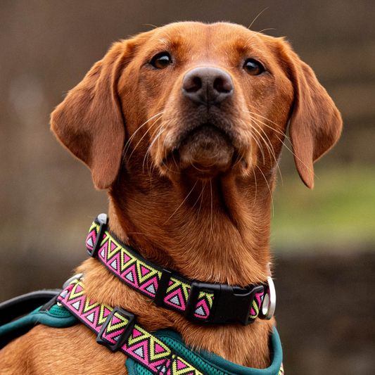 Go-Cee Lantana Collar