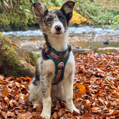 GO-B-BOLD | Dog Harness | Lantana