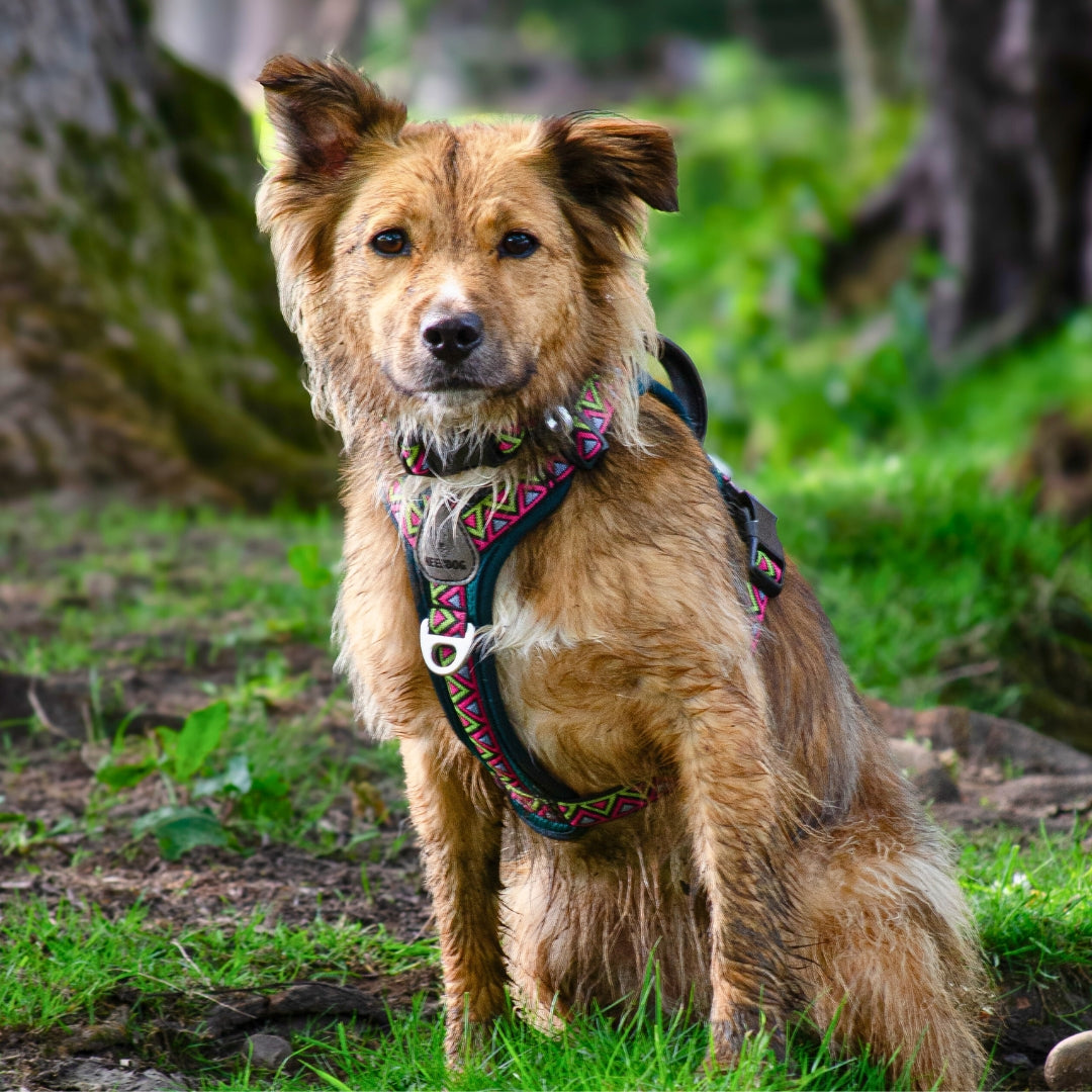 GO-B-BOLD | Dog Harness | Lantana