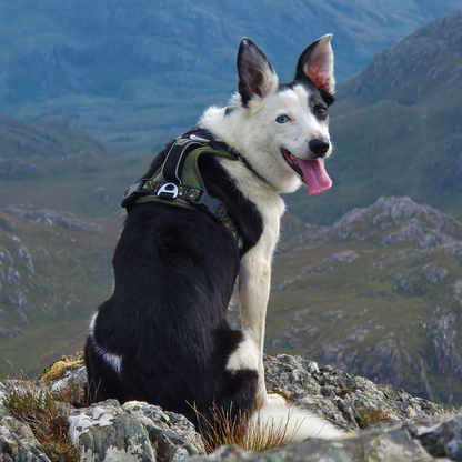 GO-B-BOLD™ | Dog Harness | Fern