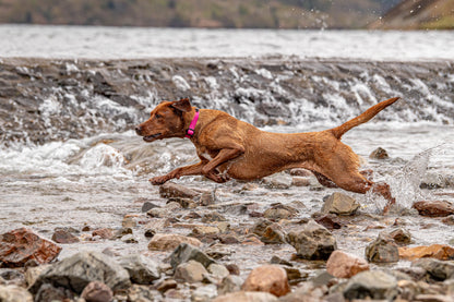 Stink-Proofed Collar - Cosmos Pink