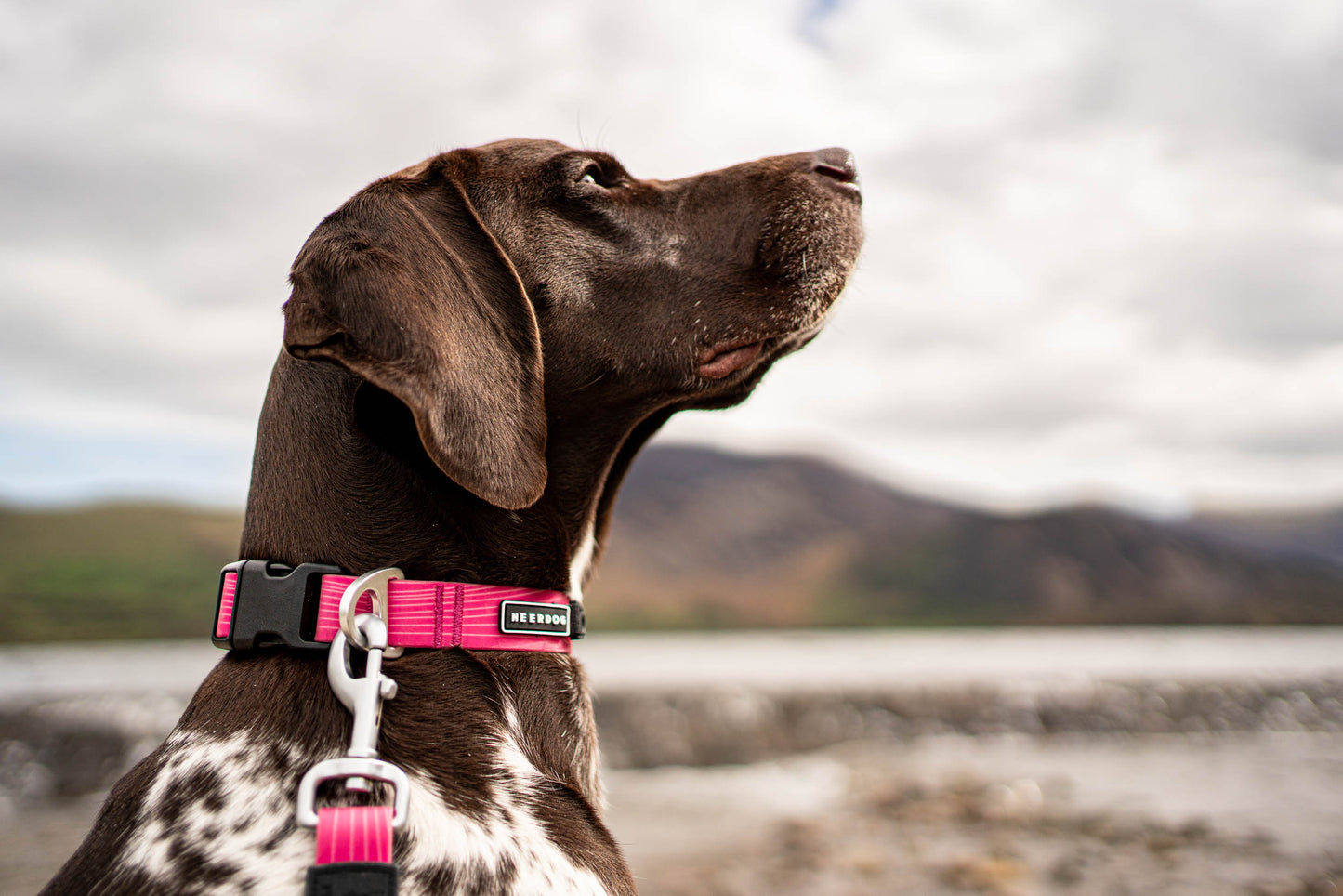 Stink-Proofed Collar - Cosmos Pink