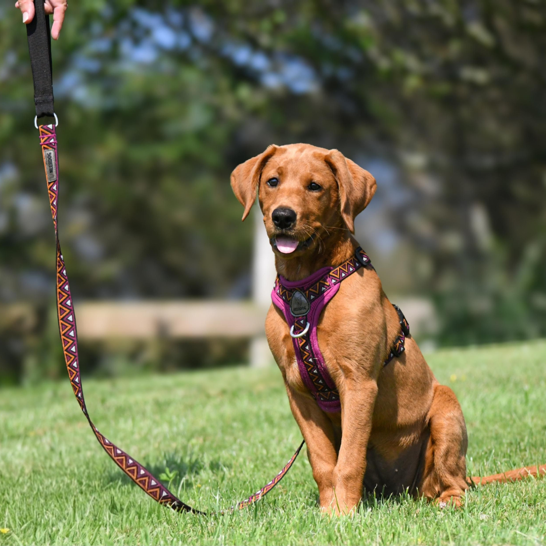 GO-CEE | Dog Lead | Dahlia
