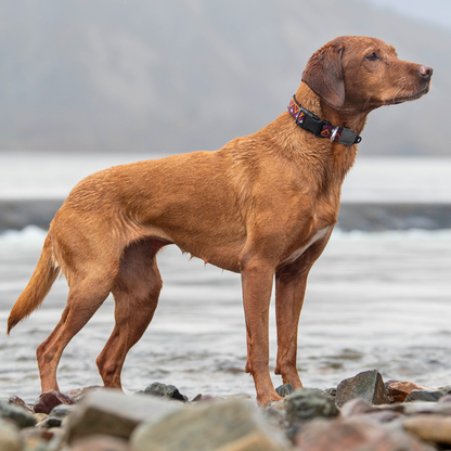 GO-CEE | Dog Collar | Dahlia