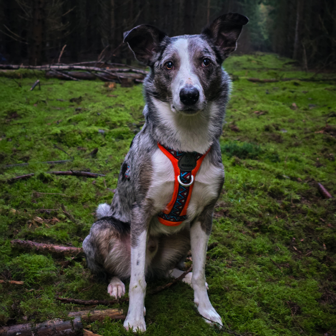 GO-B-BOLD™ | Dog Harness | Zinnia