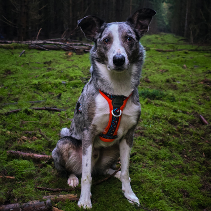 GO-B-BOLD™ | Dog Harness | Zinnia