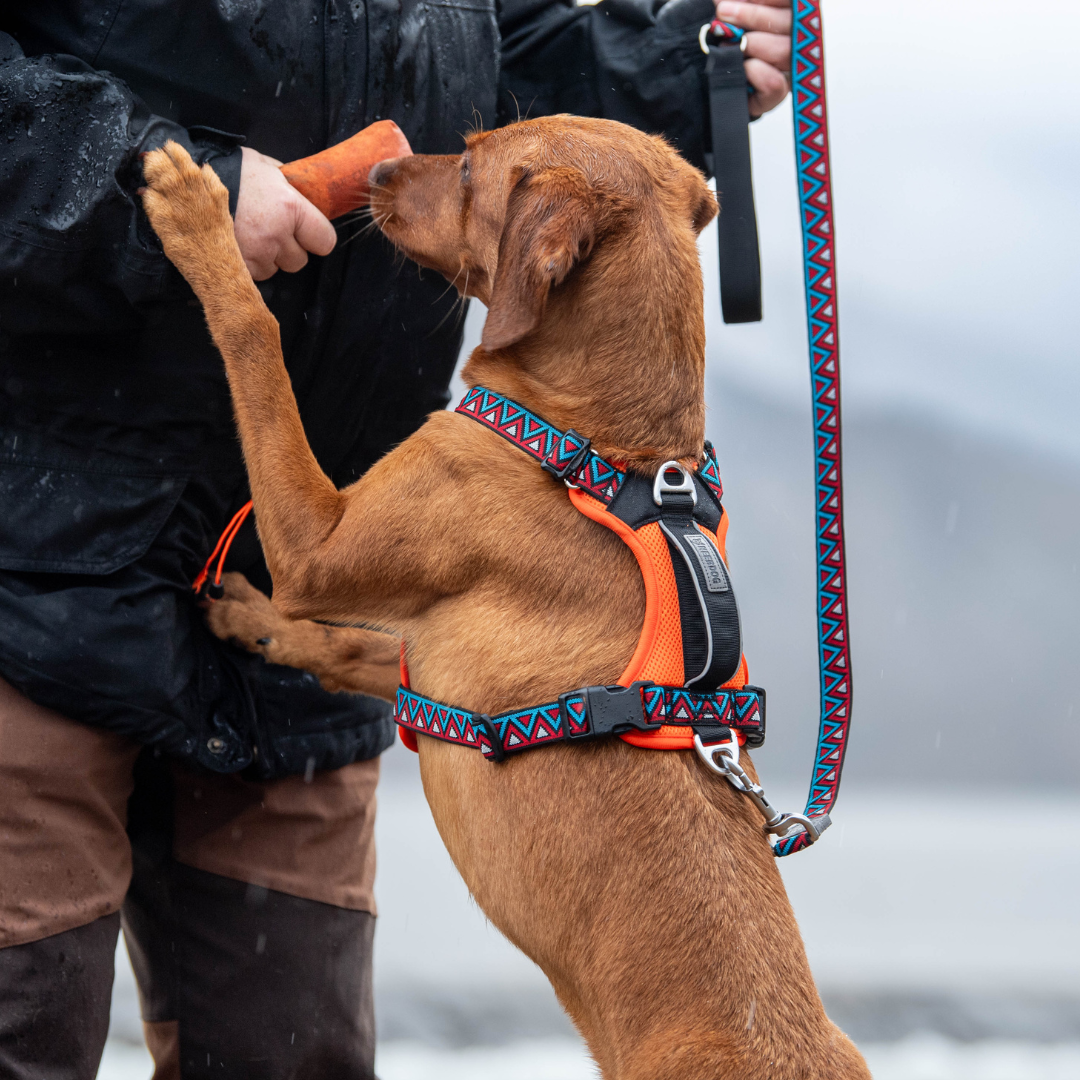 GO-B-BOLD™ | Dog Harness | Zinnia