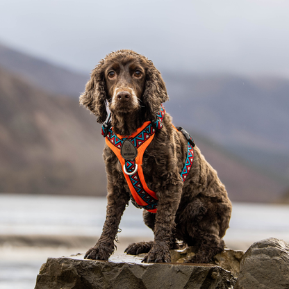 GO-B-BOLD™ | Dog Harness | Zinnia